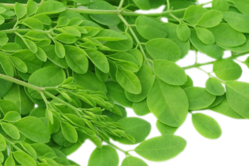 Discover the Power of Moringa Leaf Powder: A Natural Superfood