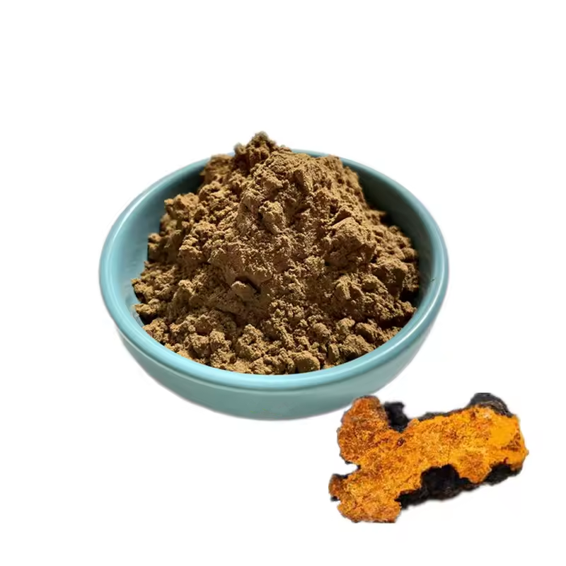 Chaga Mushroom Extract Powder 10%-50% Polysaccharide