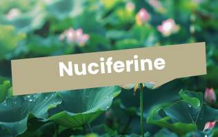 The Weight Loss Mechanism of Nuciferine: How It Helps You Shed Pounds