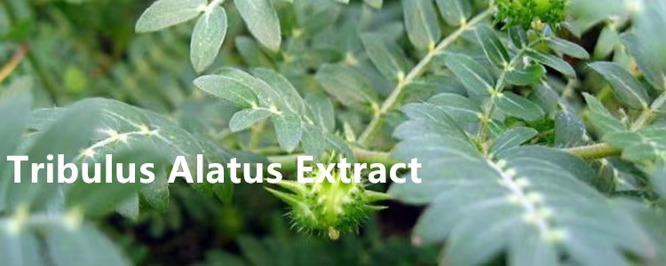 Reakthrough in Herbal Extracts: The Potential of Tribulus Terrestris Extract