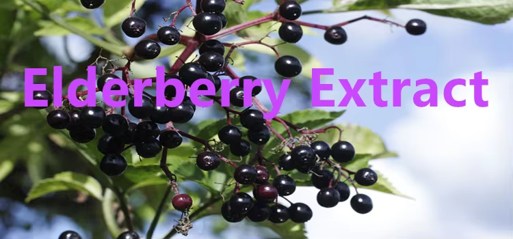 The Promise of Elderberry Extract: A Natural Health Breakthrough